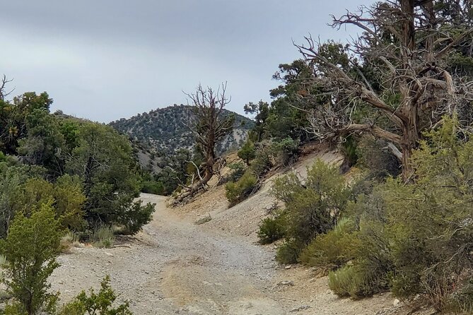 Red Rock Canyon Half Day Jeep Tour Offroad Adventure - Timing and meeting point: how to plan your morning