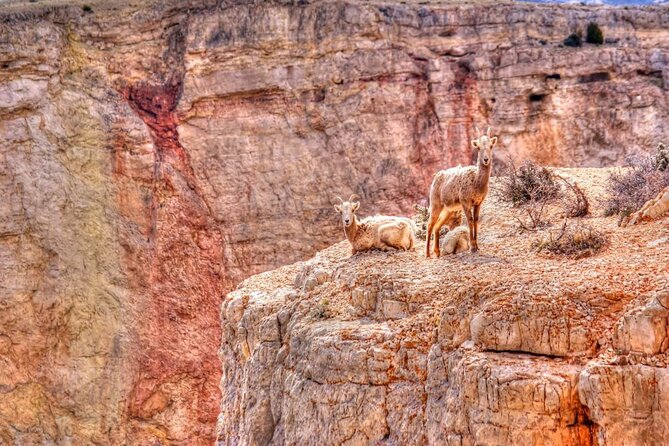 Red Rock Canyon Self-Guided Driving Audio Tour - Stop-by-stop: Calico Basin Trail and Ice Box Canyon Trail