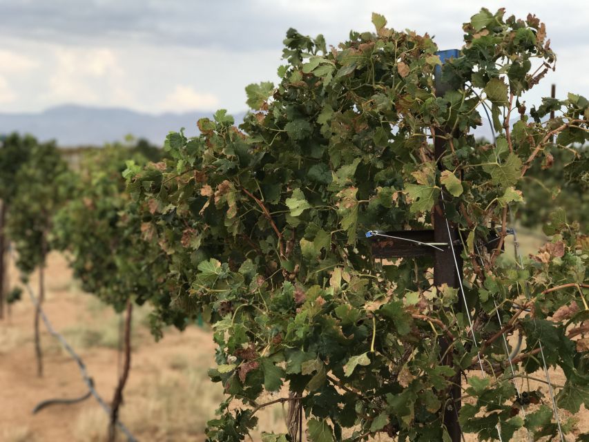 Scenic Desert Wine, Distillery Tastings/Brewery/RT66 & Lunch - Desert Diamond Distillery: Guided Small-Batch Whiskey and Spirits Sampling