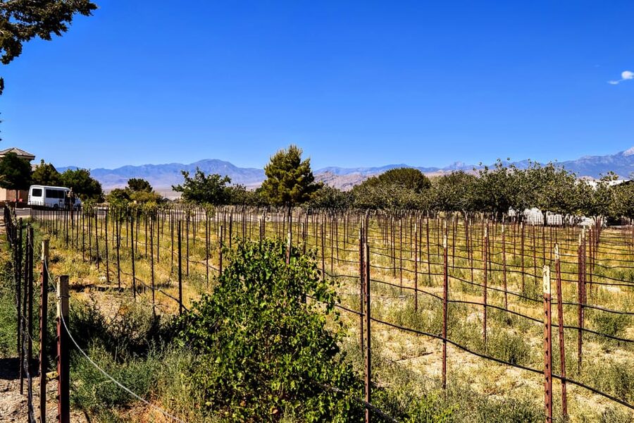 Scenic Las Vegas / Pahrump Wine Tasting Tour and Food - The 1-hour drive to Pahrump: desert views without the stress