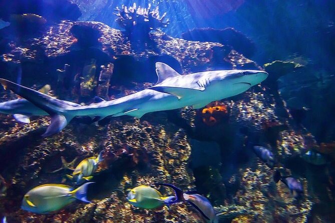 Shark Reef at Mandalay Bay Hotel and Casino - Undersea Explorer VR Theater, Included and Quick