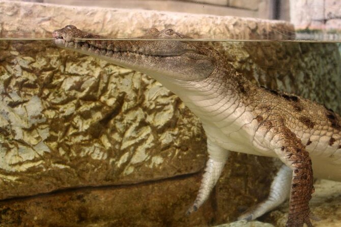 Shark Reef at Mandalay Bay Hotel and Casino - Price and Value at $29.75 Per Person (Plus What You Still Pay)