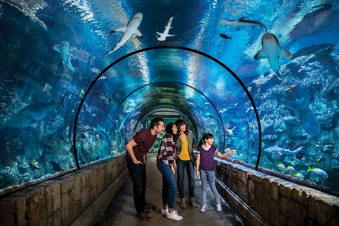 Shark Reef at Mandalay Bay Hotel and Casino - Planning Your 1 to 2 Hour Visit (Timing Tips That Matter)