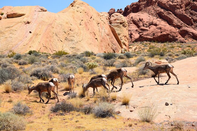 Valley of Fire and Lost City Museum Tour from Las Vegas - Guides, vehicles, and why small groups feel different