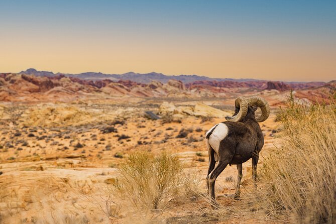Valley of Fire Sunset Tour from Las Vegas - Inside Valley of Fire State Park: 3 Hours of Red Rock Shapes
