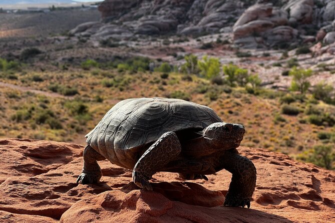 Valley of Fire & Zion Park, 1-Day Tour from Las Vegas - Zion National Park in 3 hours: Virgin River walking plus viewpoints